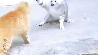 Cat fight