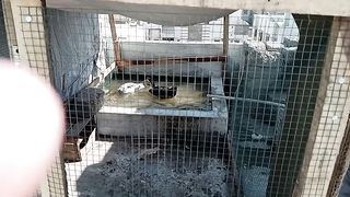 My home pets.