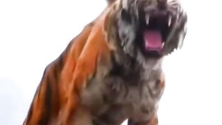 Most dangerous tiger king