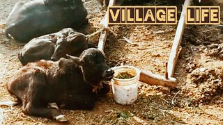 Village life