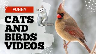 Funny cats and birds video