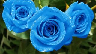 beautiful pics
