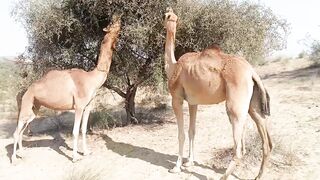 Camel Eating Tree In thar