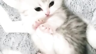 Cute cat