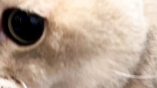 Beautiful cat video????❤