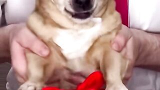Cats having gifts,funny cats