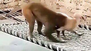 Monkey and dog funny fight 2023