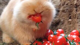 Funny Rabbit | funny video | subscribe