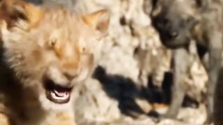 Lion Video