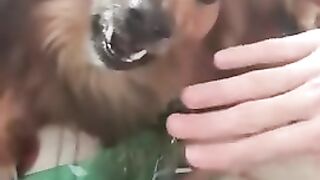 Funny dog video