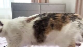 Cats baby and d0g