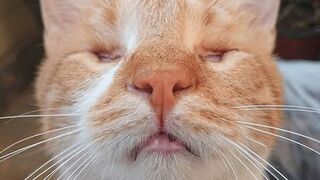 Cat have no eyes????