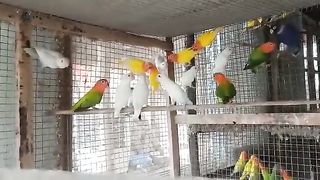 Lovebirds