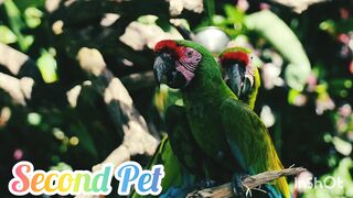 Beautiful macaw parrots