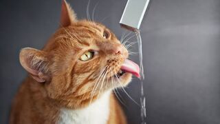 Cat drinking water