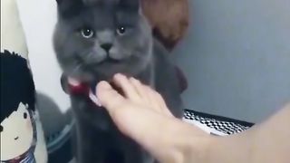 Very funny video