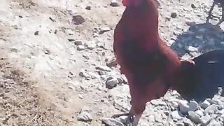 Aseel pairs