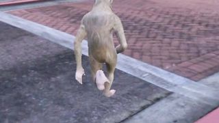 Grand theft auto V monkey