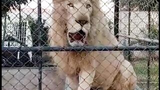 White lion