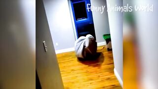 Funniest Dogs And Cats Videos ???? - Best Funny Animal Videos 2023 ???? #1