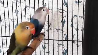 Parblue Slaty Opline | Slaty Fisheri | Love Birds | Albino | Opline