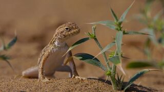 Snacks vs lizard
