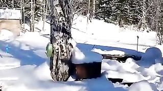 Алтай пасика