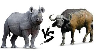 African Rhino vs Cape Buffalo Brutal Fight