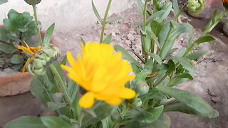 Yellow Flowers