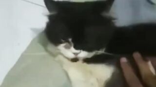 cat animals#shorts