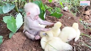 Monkey is helping duck  and playing
