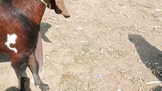 Beautiful heavy breeder for goat.