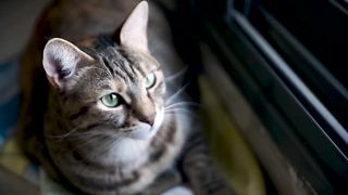 CAT AND ITS CUTNESS