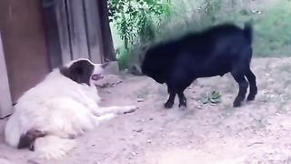 Must Watch New Funny Video । Amazing comedy Video । Best Comedy Videos । Ep 0006