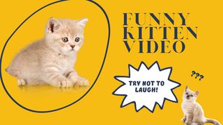 Funny Kitten Video| Billi Ky Bachy ki Mazhiya Video