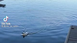 Ducks flying