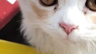 Cat in shoes box????????