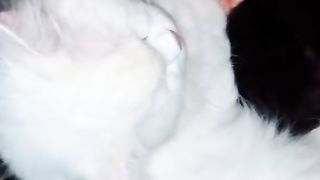 Funny White cat gives birth to black kitten