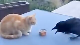 'Crow and Cat funny#shorts