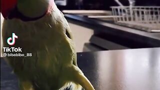 Parrot
