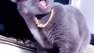 Cute cats