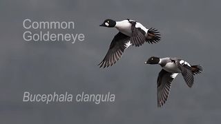Ducking jump best video duck video