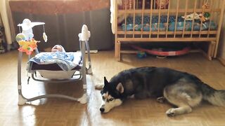cute baby  cats and dogs