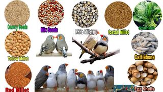 Finches Food List