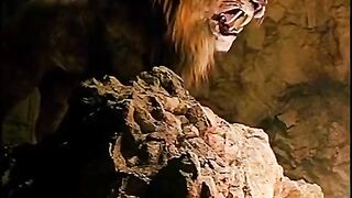 Lion- attitude status