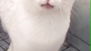 Funny cat