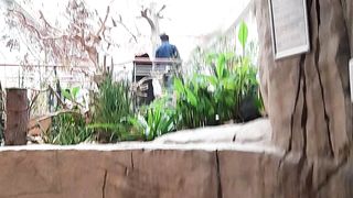 Forest video