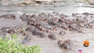 30 Hippos Attack