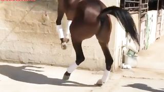 Beautiful Horse