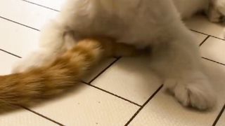 Funny Dog Puppies ???? These Funny ???? Dog Videos #shortsvideo
